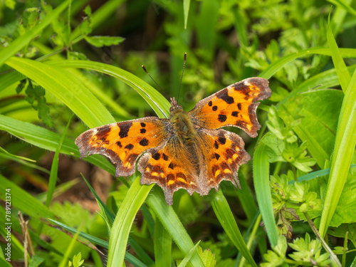 Comma Butterfly Resting in a Grass Meadow
