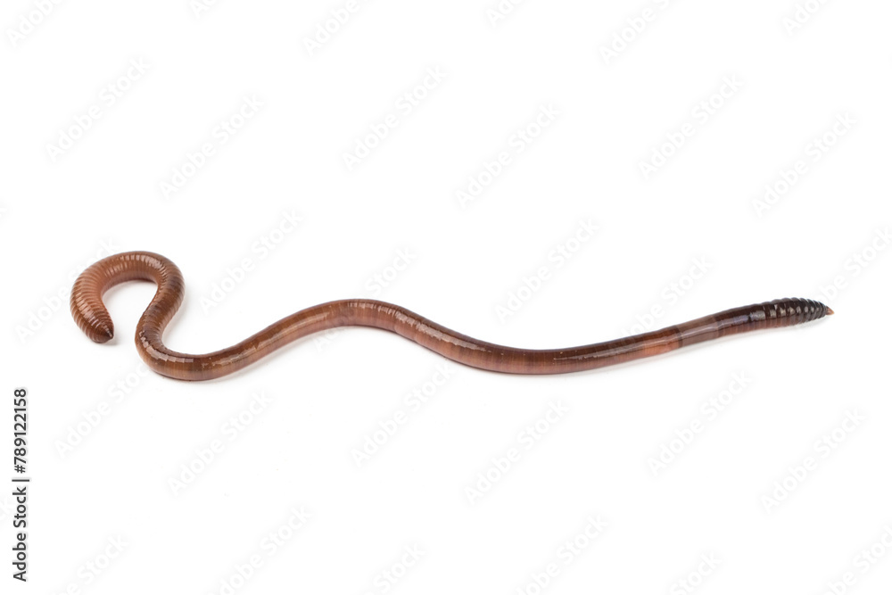 one earthworm isolated on white background one earthworm isolated on white background