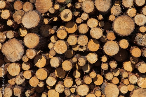 Closeup of stacked timber logs on a pile in forest.
