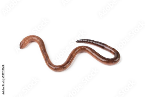 one earthworm isolated on white background