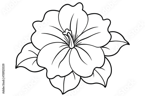 Petunia line art vector illustration