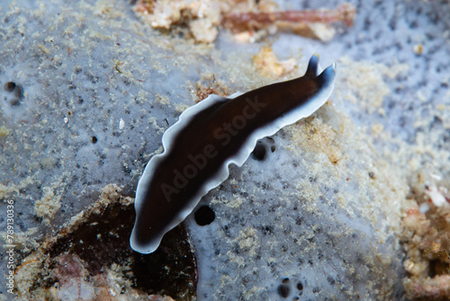 Flatworm Genus Pseudobiceros photo