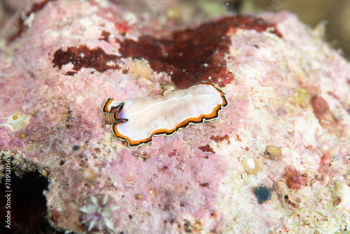 Double-margined Flatworm Pseudoceros bimarginatus