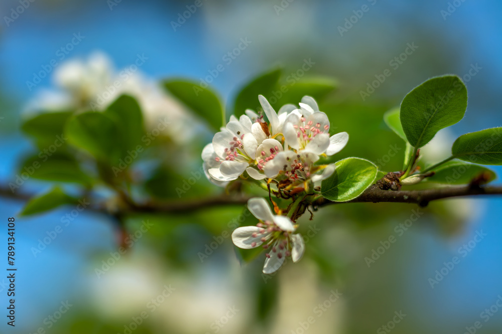 Spring blossoming of fruit trees. Close-up of flowers with a soft, blurred background. Spring blossoming of fruit trees. Close-up of flowers with a soft, blurred background.