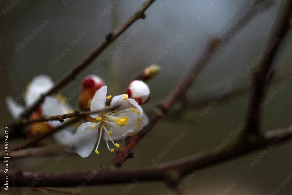 Spring blossoming of fruit trees. Close-up of flowers with a soft, blurred background. Spring blossoming of fruit trees. Close-up of flowers with a soft, blurred background.