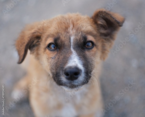 Strat puppy portrait  photo