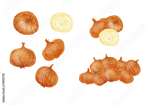 水彩風　玉ねぎ　セット Fresh Vegetable Series:Watercolor Onion Set