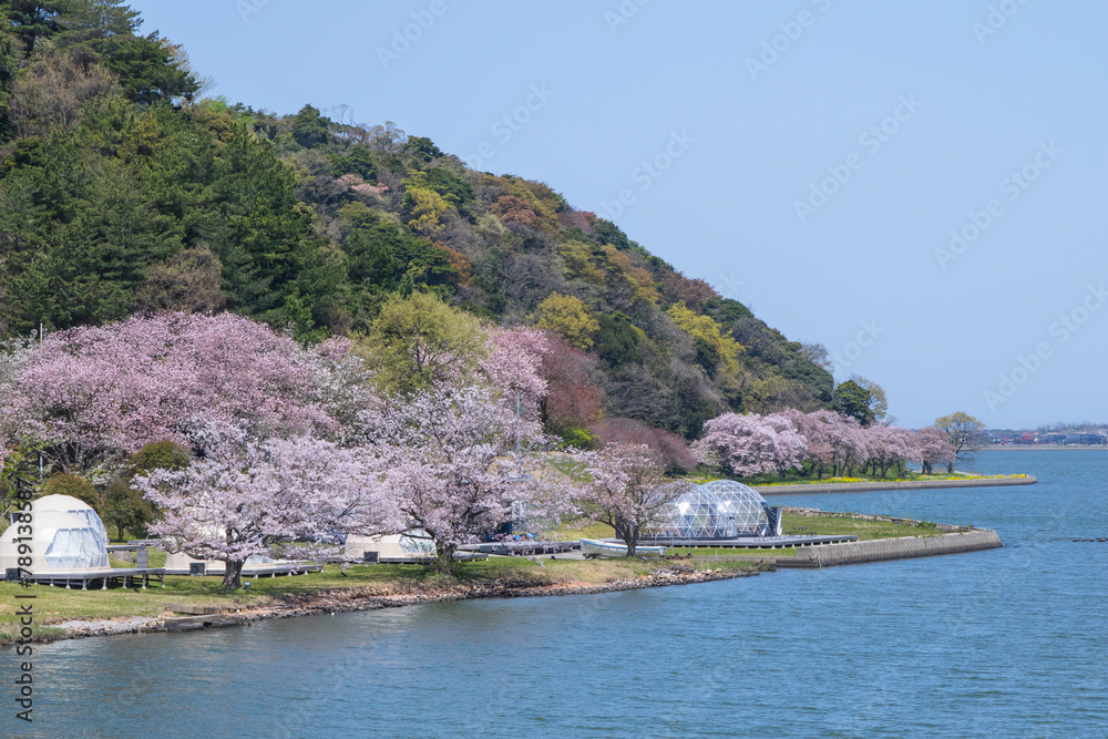 満開の桜の花と湖山池 鳥取県 青島