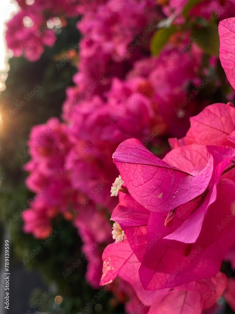 Fototapeta premium Vibrant Bougainvillea Glabra Cascade in Full Bloom