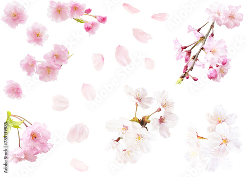 切り抜き透過素材セットー色々な桜