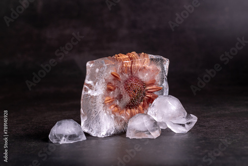 Old gerbera flower frozen in an ice cube