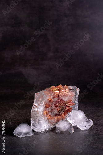 Old gerbera flower frozen in an ice cube