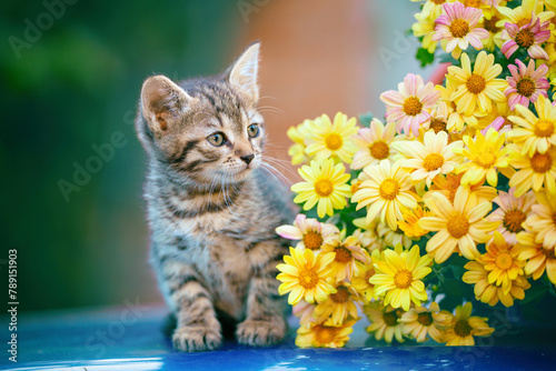 Cute little kitten sitting near a bouquet of yellow daisy flowers