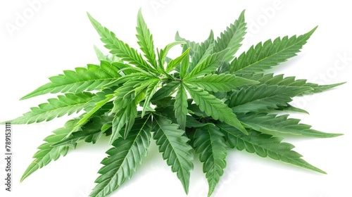 Cannabis Marijuana. Big Green Hemp Leaves of Sativa Plant Isolated for Medical Use