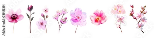 Spring Flowers White Background. Beautiful Blossom Collection for Anniversary Banner Design