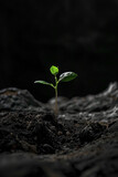 An isolated tiny green sprout on a black soil