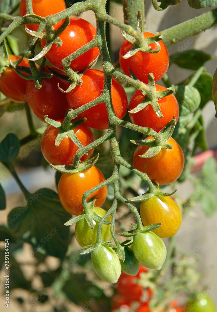 Solanum lycopersicum 'Aligote' , Tomate