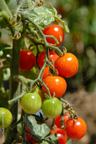 Solanum lycopersicum 'Sweet Baby', Tomate cerise photo