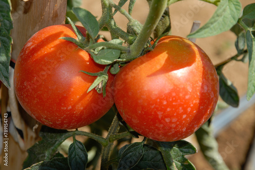 Solanum lycopersicum 'Virgilio' , Tomate photo