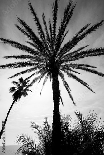 Big palm tree in black and white.
