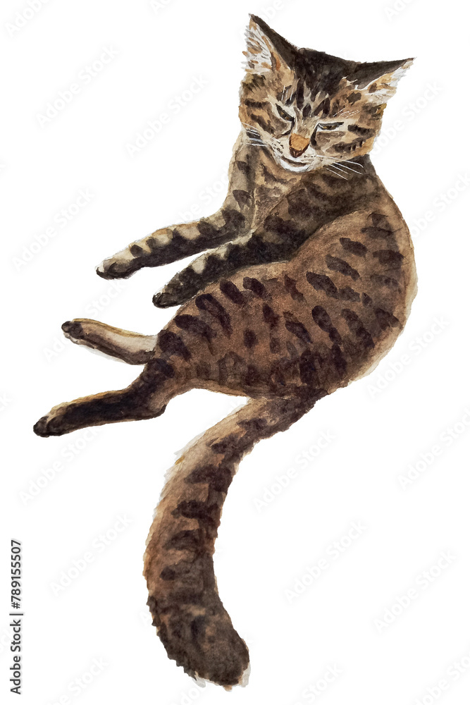 Lying tabby cat. Watercolor hand drawn illustration, isolated on white Lying tabby cat. Watercolor hand drawn illustration, isolated on white