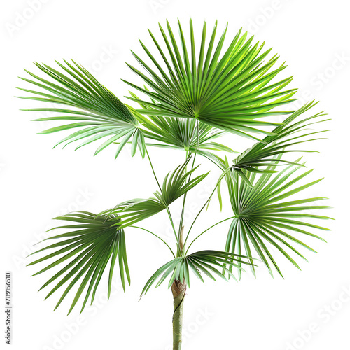 Borassus flabellifer palm isolated on transparent background. Ai generated 