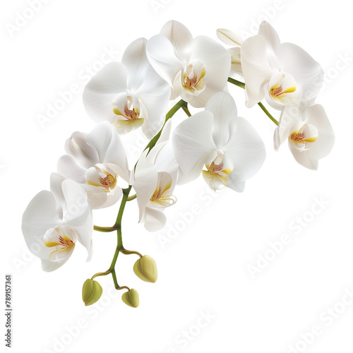 Branch of beautiful white orchids on transparent background, png	