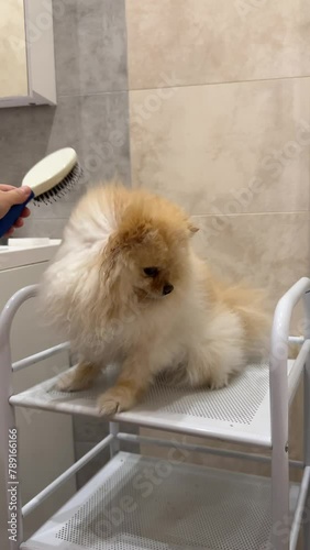 Pet care. Drying and washing the pet. Dog