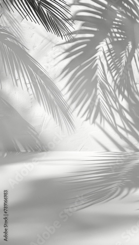 Palm Tree Shadow on White Background