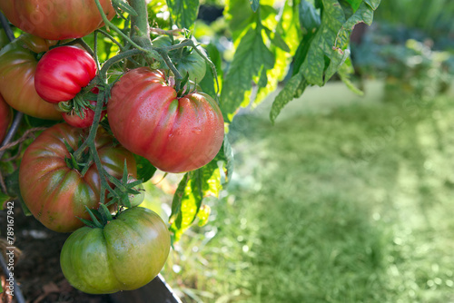 Large ripe and juicy beefsteak tomatoes in the home garden .