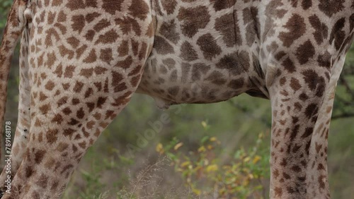 Giraffe bull urinating close up