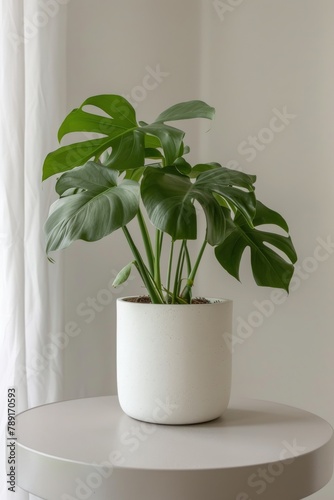 Potted Plant on White Table