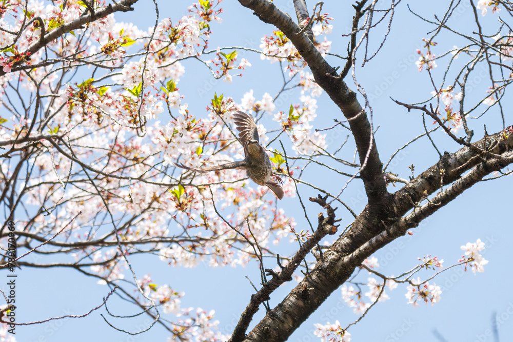 美しいソメイヨシノの間を飛び回って花の蜜を吸う美しいヒヨドリ(ヒヨドリ科)。
日本国東京都文京区、小石川植物園にて。
2024年4月撮影。
Lovely Beautiful Brown-eared Bulbul (Hypsipetes amaurotis, family comprising bulbul) flitting among the beautiful kanhizakura (C 美しいソメイヨシノの間を飛び回って花の蜜を吸う美しいヒヨドリ(ヒヨドリ科)。
日本国東京都文京区、小石川植物園にて。
2024年4月撮影。
Lovely Beautiful Brown-eared Bulbul (Hypsipetes amaurotis, family comprising bulbul) flitting among the beautiful kanhizakura (C