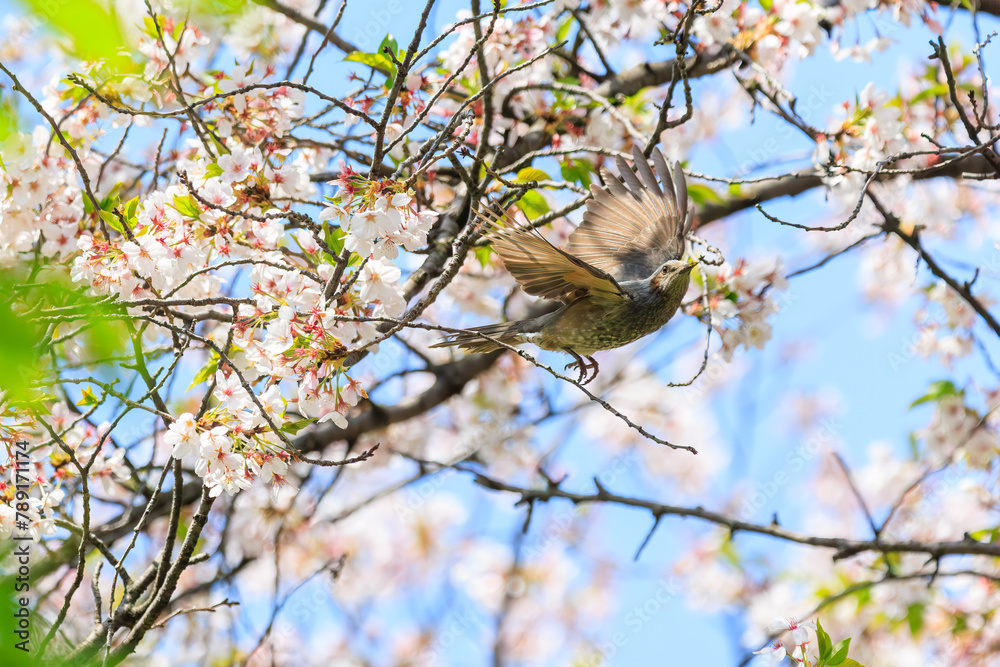 美しいソメイヨシノの間を飛び回って花の蜜を吸う美しいヒヨドリ(ヒヨドリ科)。
日本国東京都文京区、小石川植物園にて。
2024年4月撮影。
Lovely Beautiful Brown-eared Bulbul (Hypsipetes amaurotis, family comprising bulbul) flitting among the beautiful kanhizakura (C 美しいソメイヨシノの間を飛び回って花の蜜を吸う美しいヒヨドリ(ヒヨドリ科)。
日本国東京都文京区、小石川植物園にて。
2024年4月撮影。
Lovely Beautiful Brown-eared Bulbul (Hypsipetes amaurotis, family comprising bulbul) flitting among the beautiful kanhizakura (C