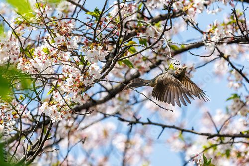 美しいソメイヨシノの間を飛び回って花の蜜を吸う美しいヒヨドリ（ヒヨドリ科）。日本国東京都文京区、小石川植物園にて。 2024年4月撮影。Lovely Beautiful Brown-eared Bulbul (Hypsipetes amaurotis, family comprising bulbul) flitting among the beautiful kanhizakura (C