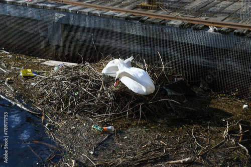 Swan in the nest on the sea at Leith in Scotland