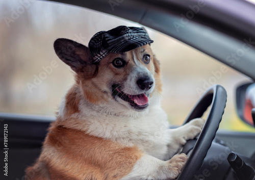 cute corgi dog in a driver's cap sits behind the wheel of a car and smiles