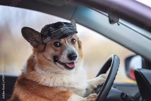 cute corgi dog in a driver's cap sits behind the wheel of a car and smiles © nataba