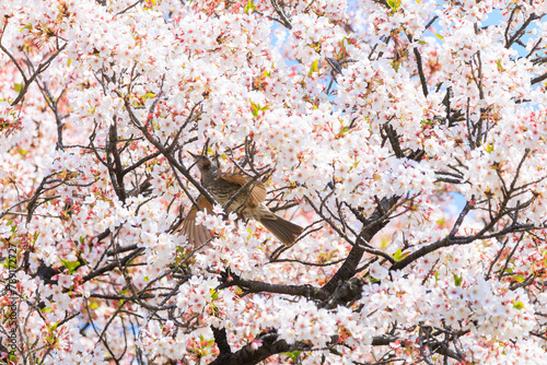 美しいソメイヨシノの間を飛び回って花の蜜を吸う美しいヒヨドリ（ヒヨドリ科）。日本国東京都文京区、小石川植物園にて。 2024年4月撮影。Lovely Beautiful Brown-eared Bulbul (Hypsipetes amaurotis, family comprising bulbul) flitting among the beautiful kanhizakura (C