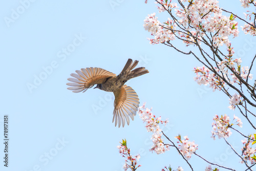 美しいソメイヨシノの間を飛び回って花の蜜を吸う美しいヒヨドリ（ヒヨドリ科）。日本国東京都文京区、小石川植物園にて。 2024年4月撮影。Lovely Beautiful Brown-eared Bulbul (Hypsipetes amaurotis, family comprising bulbul) flitting among the beautiful kanhizakura (C