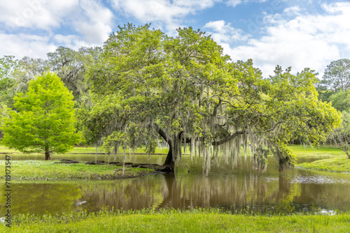 Old single life oak trees with hanging spanish moss reflecting in a pond, southern living