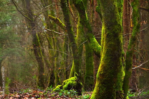 moss covered tree