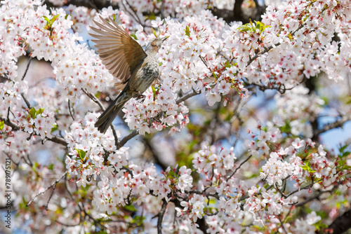 美しいソメイヨシノの間を飛び回って花の蜜を吸う美しいヒヨドリ（ヒヨドリ科）。日本国東京都文京区、小石川植物園にて。 2024年4月撮影。Lovely Beautiful Brown-eared Bulbul (Hypsipetes amaurotis, family comprising bulbul) flitting among the beautiful kanhizakura (C