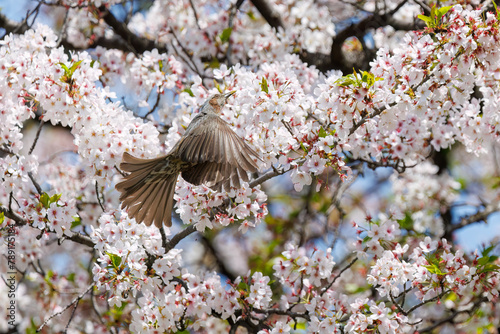 美しいソメイヨシノの間を飛び回って花の蜜を吸う美しいヒヨドリ（ヒヨドリ科）。日本国東京都文京区、小石川植物園にて。 2024年4月撮影。Lovely Beautiful Brown-eared Bulbul (Hypsipetes amaurotis, family comprising bulbul) flitting among the beautiful kanhizakura (C