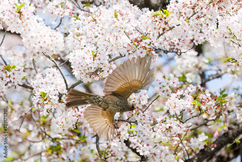 美しいソメイヨシノの間を飛び回って花の蜜を吸う美しいヒヨドリ（ヒヨドリ科）。

日本国東京都文京区、小石川植物園にて。
2024年4月撮影。

Lovely Beautiful Brown-eared Bulbul (Hypsipetes amaurotis, family comprising bulbul) flitting among the beautiful kanhizakura (C photo