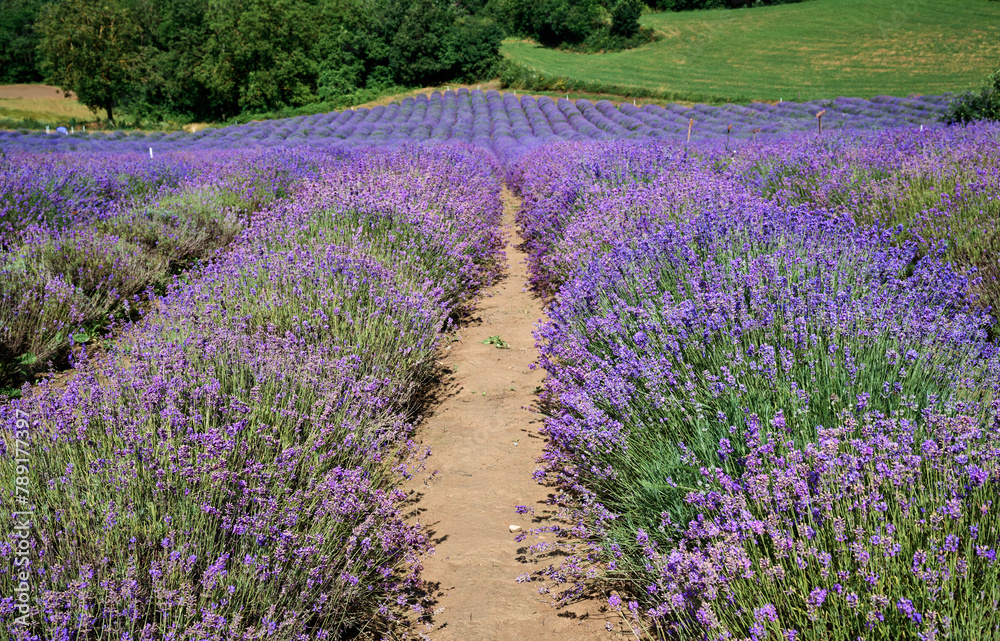 Naklejka premium Lavender field in bloom, Sale San Giovanni, Piedmont, Italy