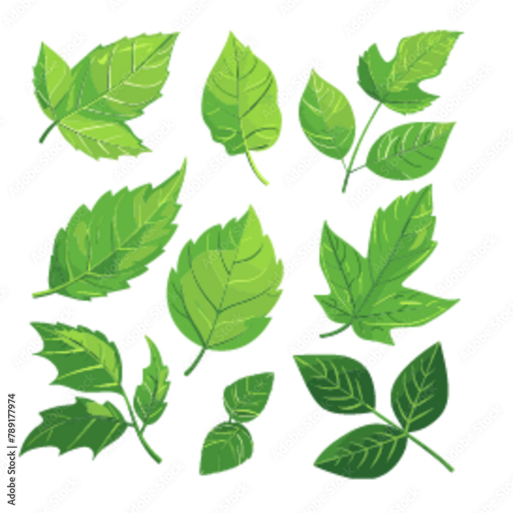 Several broad leaves with distinct veins and pointed Several broad leaves with distinct veins and pointed