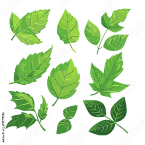 Several broad leaves with distinct veins and pointed