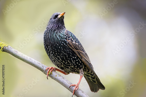Foto A Common starling sits on the branch and looks toward the camera lens with green-grey background with copyspace