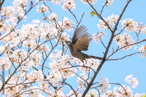 美しいソメイヨシノの間を飛び回って花の蜜を吸う美しいヒヨドリ（ヒヨドリ科）。日本国東京都文京区、小石川植物園にて。 2024年4月撮影。Lovely Beautiful Brown-eared Bulbul (Hypsipetes amaurotis, family comprising bulbul) flitting among the beautiful kanhizakura (C